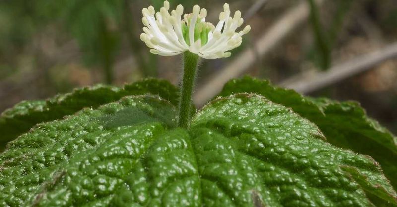 Goldenseal