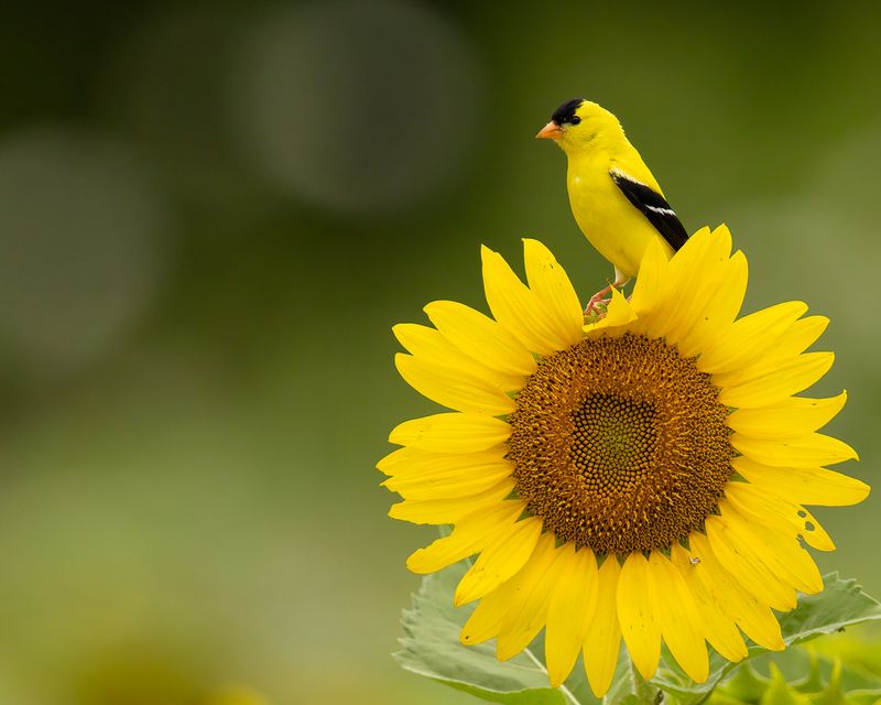 Goldfinch