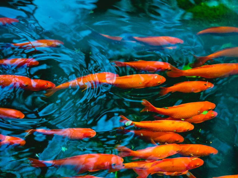 Goldfish