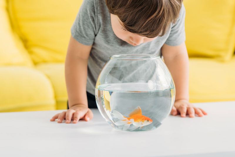 Goldfish