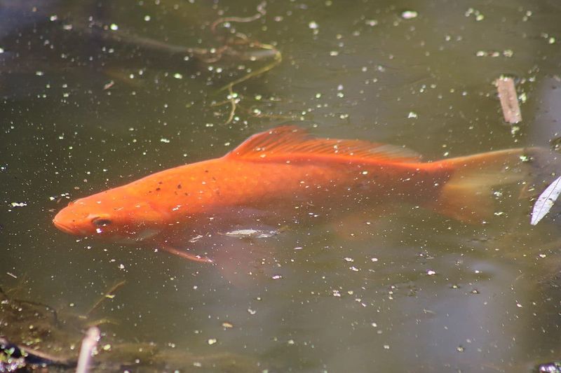 Goldfish