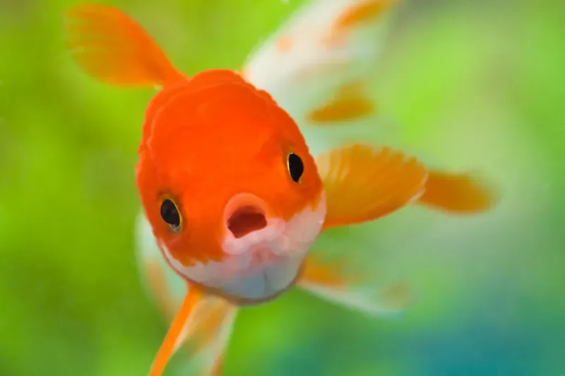 Goldfish