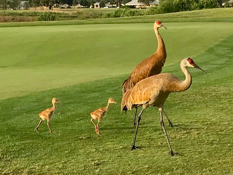 Golf Courses