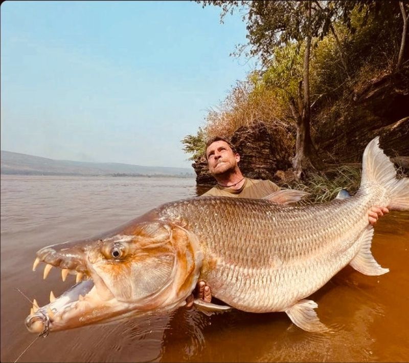 Goliath Tigerfish
