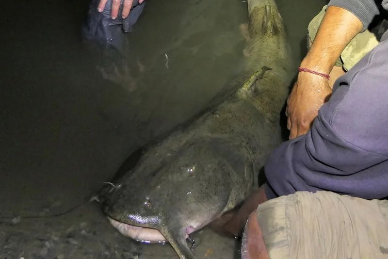 Goonch Catfish