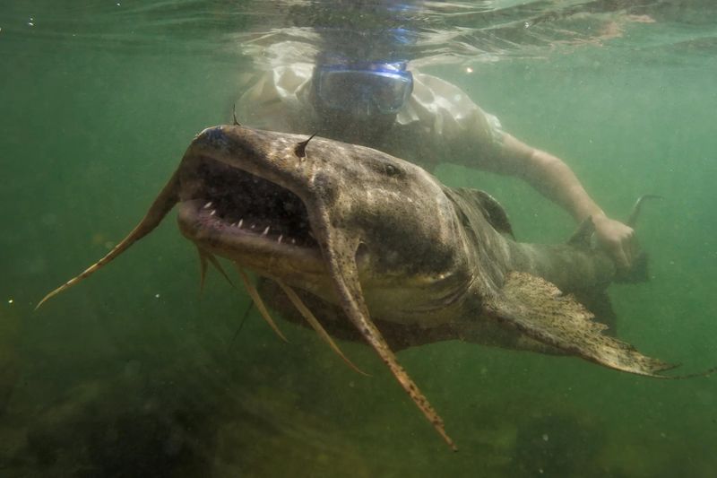Goonch Catfish