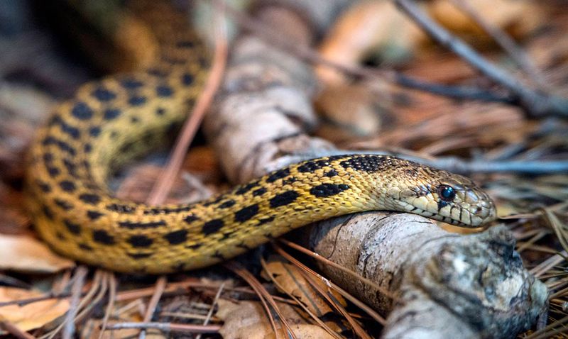 Gopher Snake