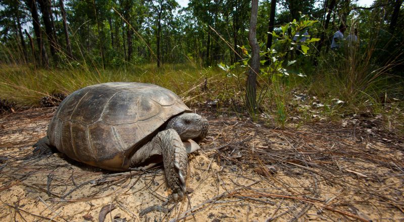 Gopher Tortoise