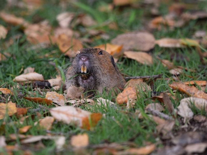 Gophers