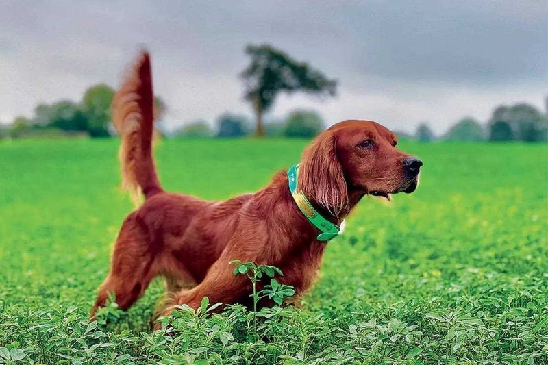 Gordon Setter