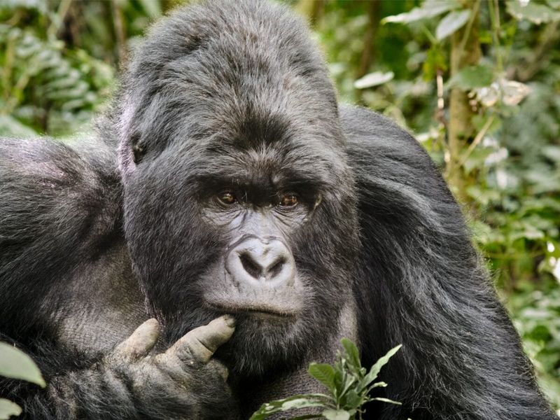 Gorilla