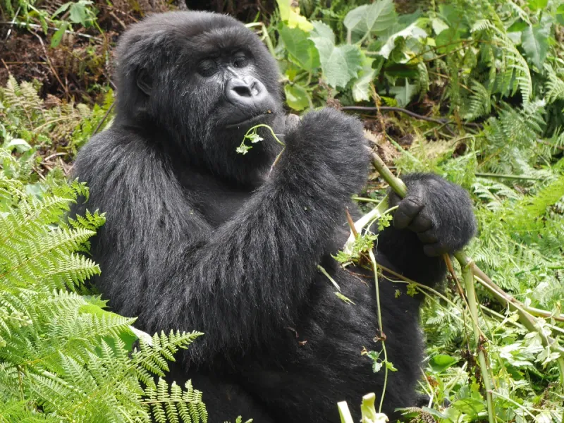 Gorilla