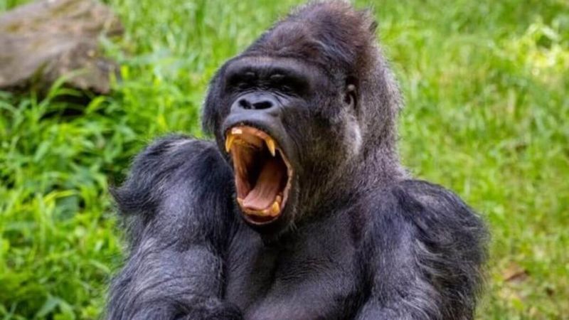 Gorilla