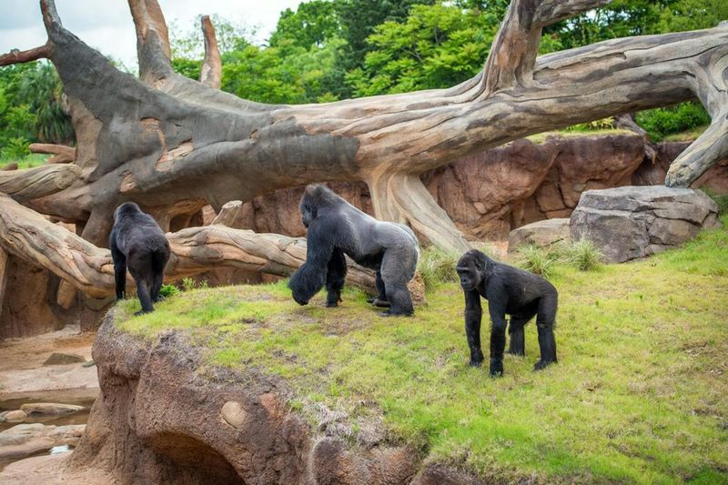 Gorilla