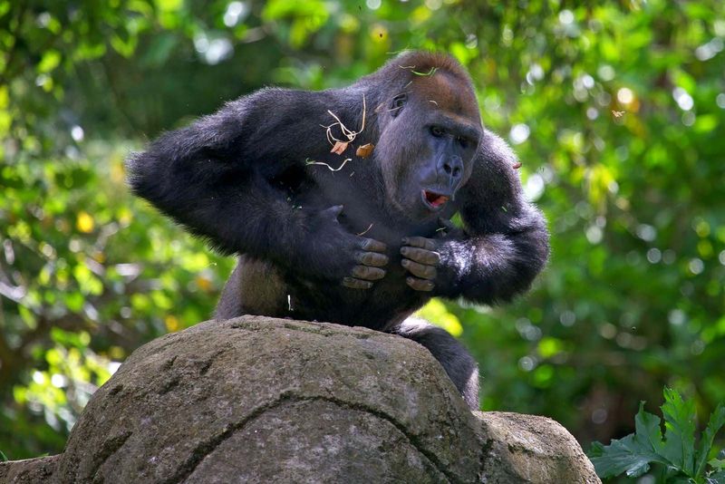 Gorilla Upper Body Strength