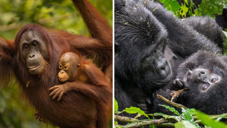 Gorilla vs Orangutan: 13 Key Differences That Reveal the True Great Ape King