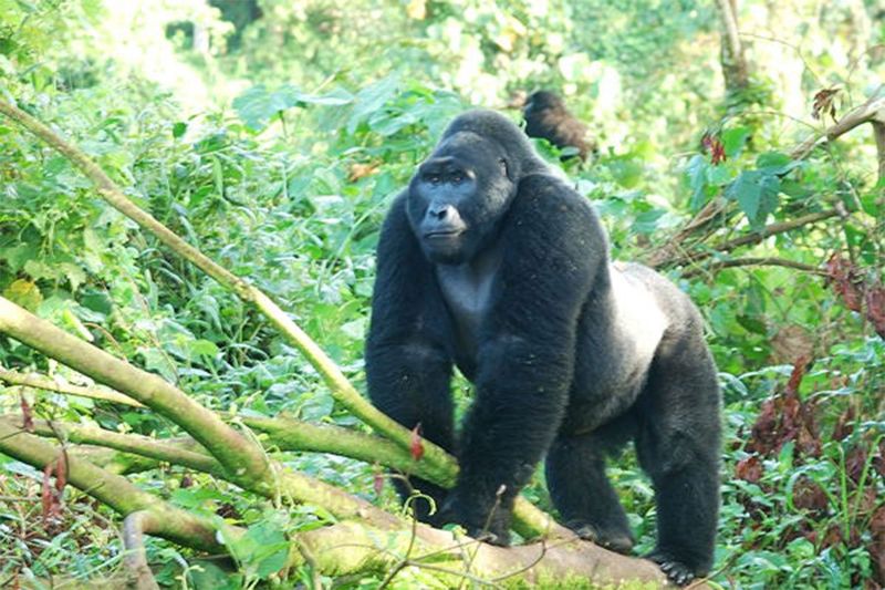 Gorilla