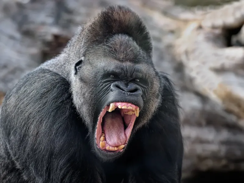 Gorilla