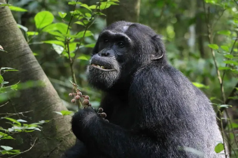 Gorillas Chewing Bitter Leaves