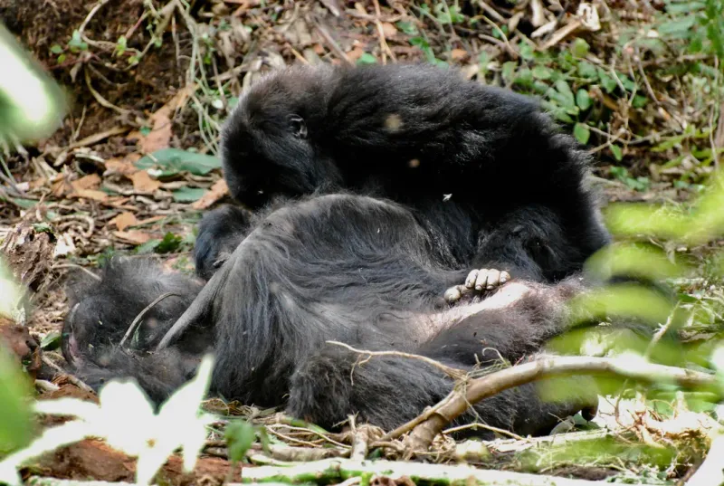 Gorillas