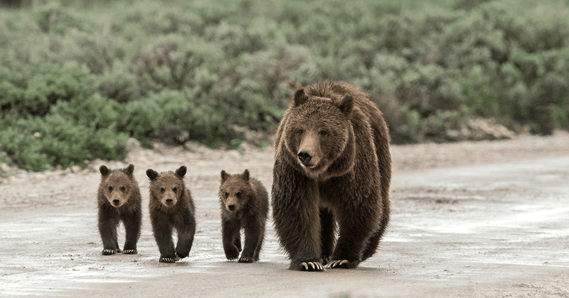 Grand Teton National Park