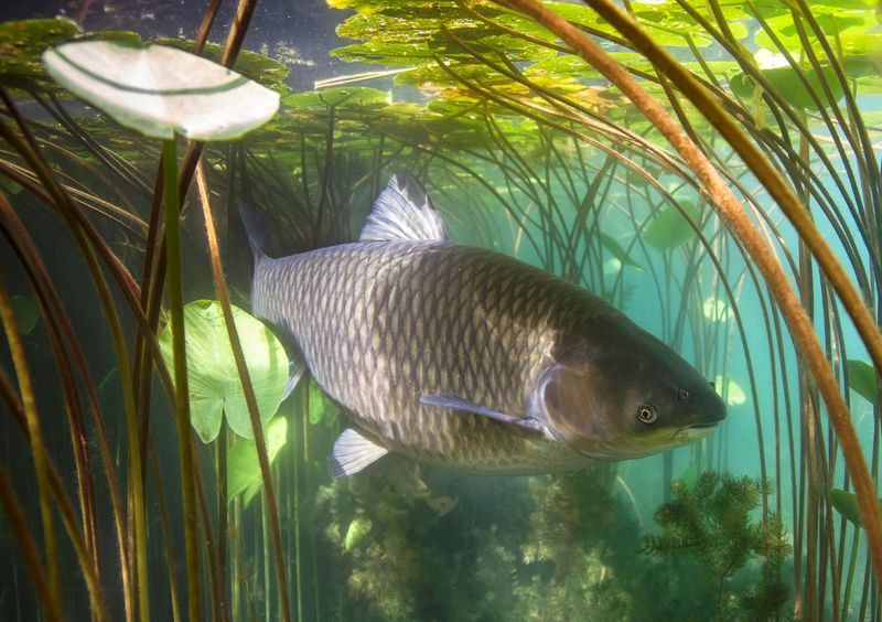 Grass Carp