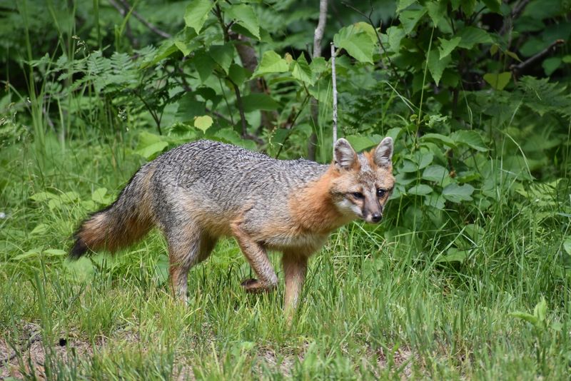 Gray Fox