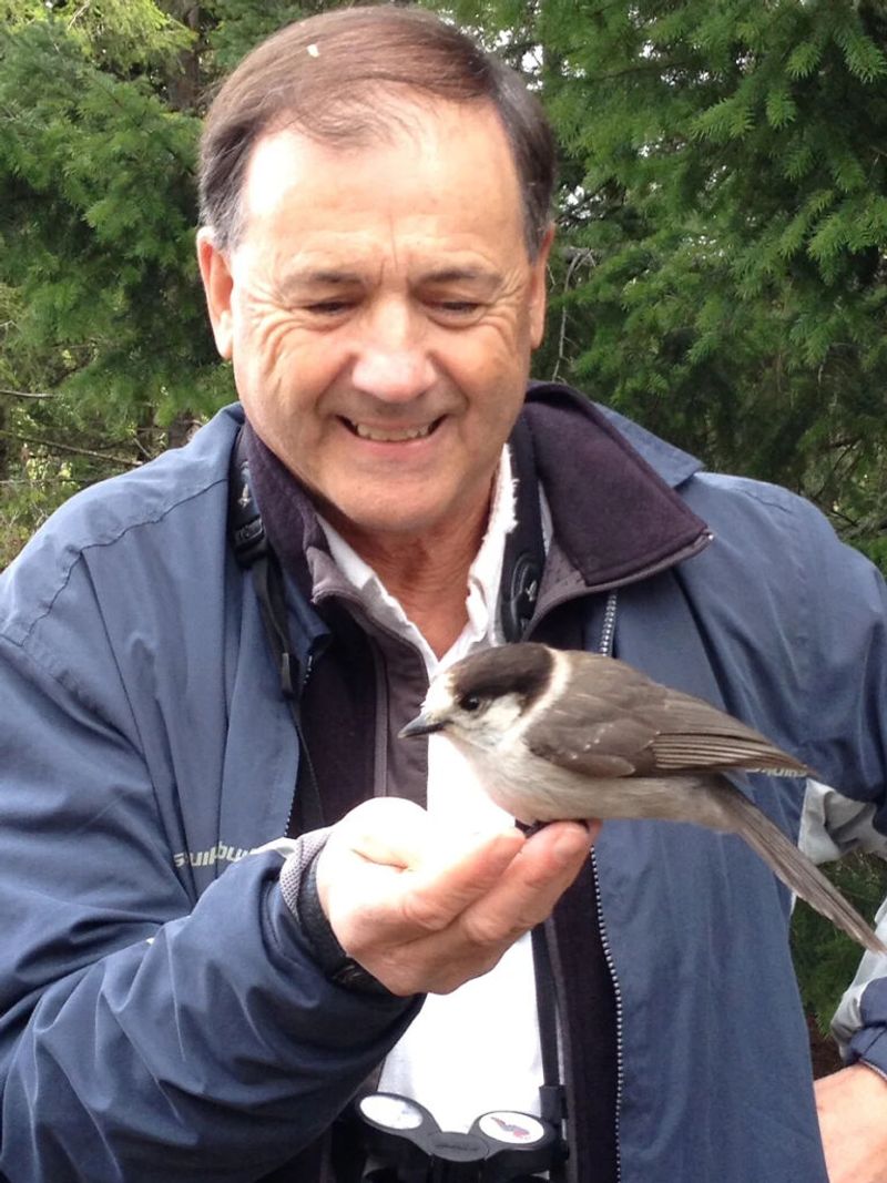 Gray Jay