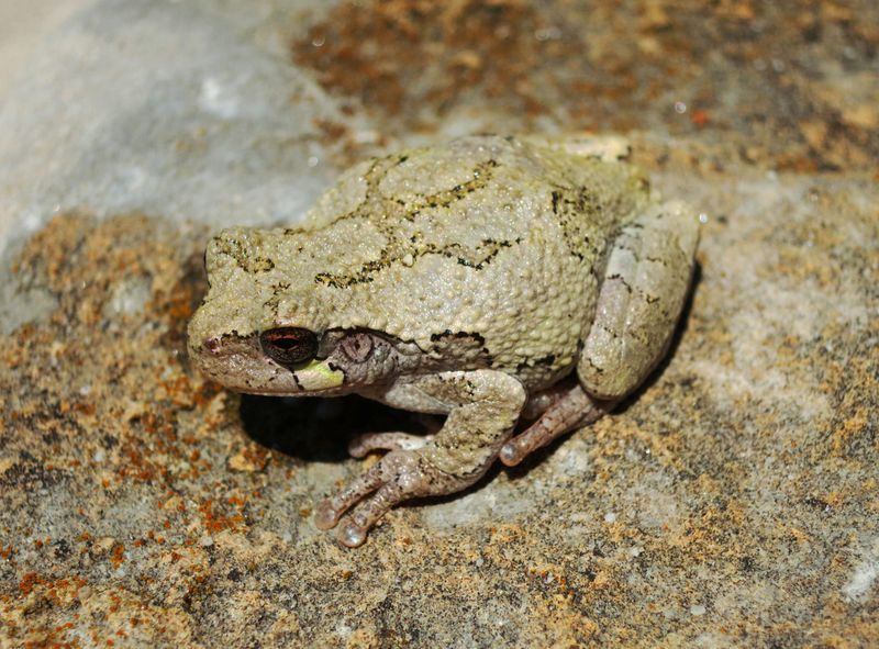 Gray Tree Frog