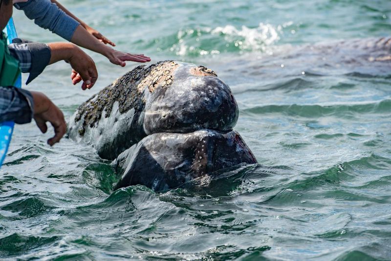 Gray Whale