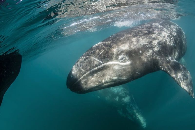 Gray Whale