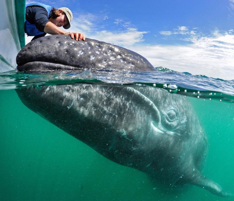 Gray Whale