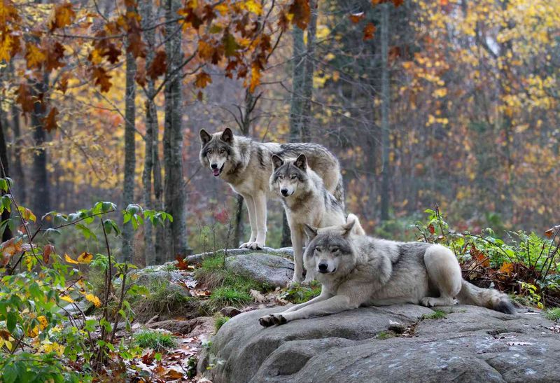Gray Wolf