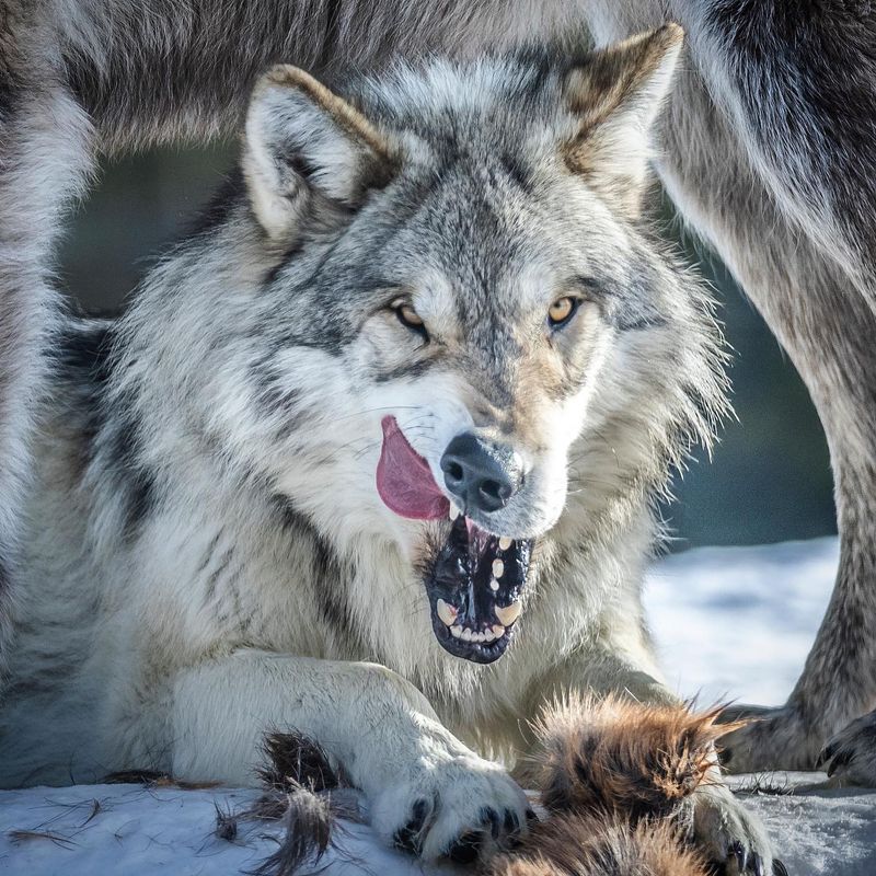 Gray Wolf