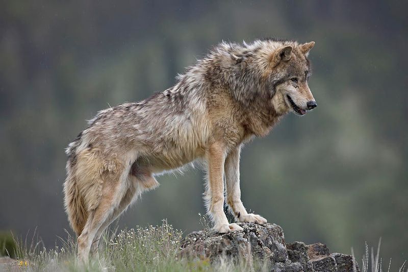 Gray Wolf