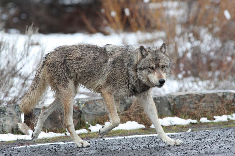 Gray Wolf