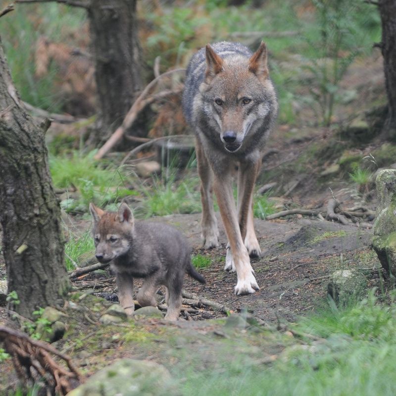 Gray Wolf
