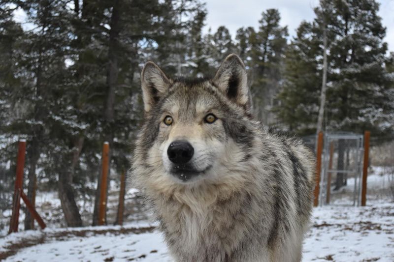 Gray Wolf