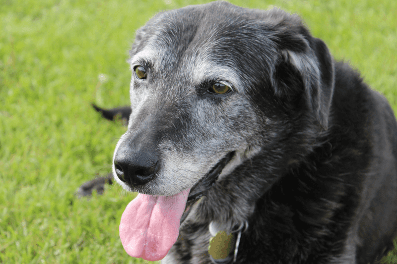 Graying Fur