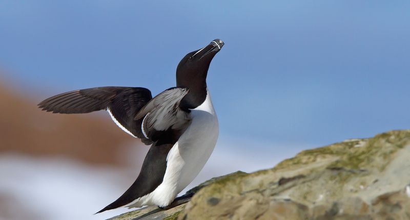 Great Auk