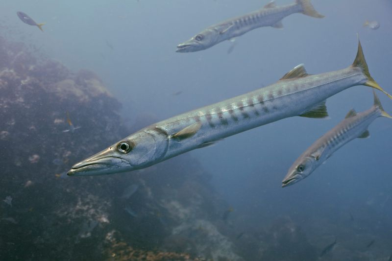 Great Barracuda