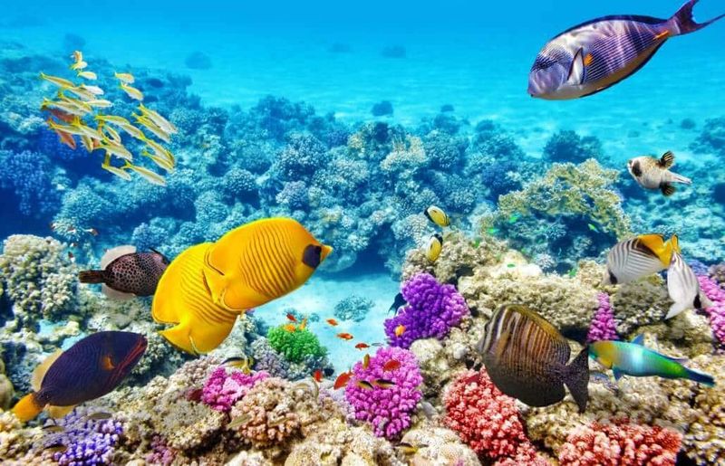 Great Barrier Reef Marine Park, Australia