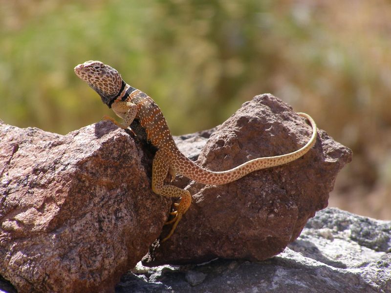 Great Basin National Park, Nevada
