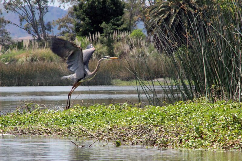Great Blue Heron