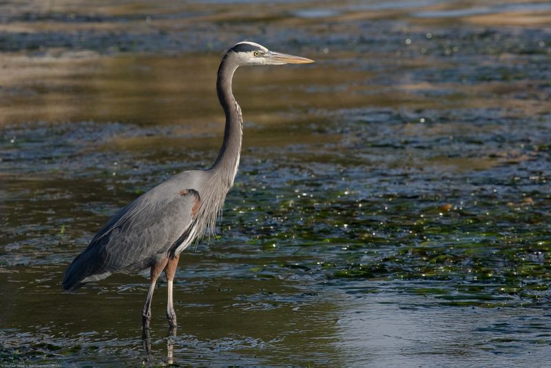 Great Blue Heron