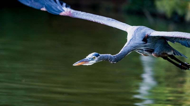Great Blue Heron