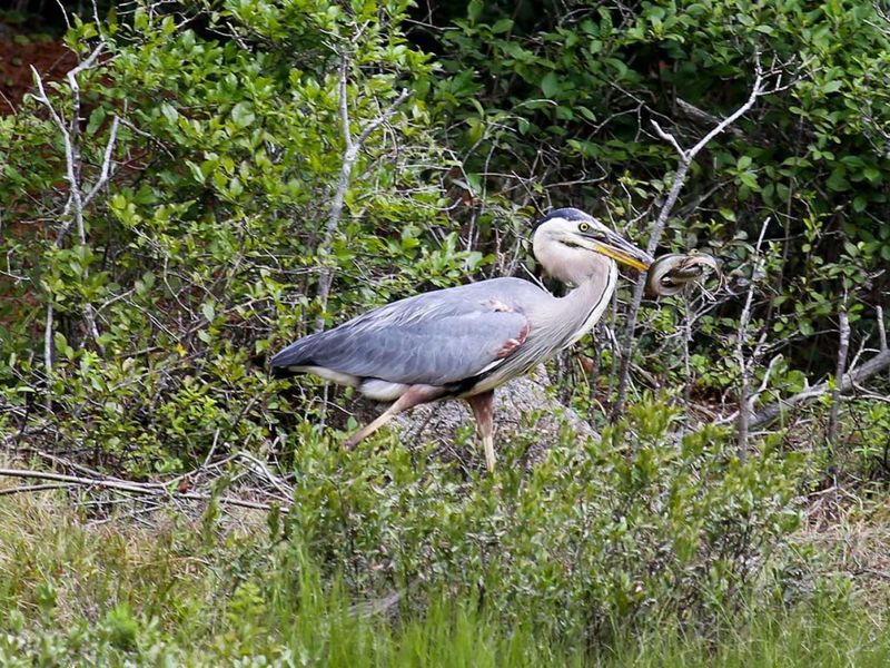 Great Blue Heron