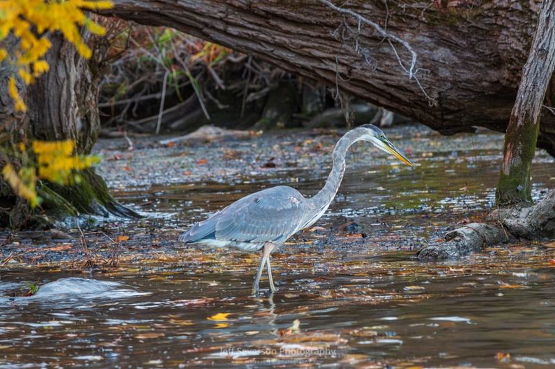 Great Blue Herons