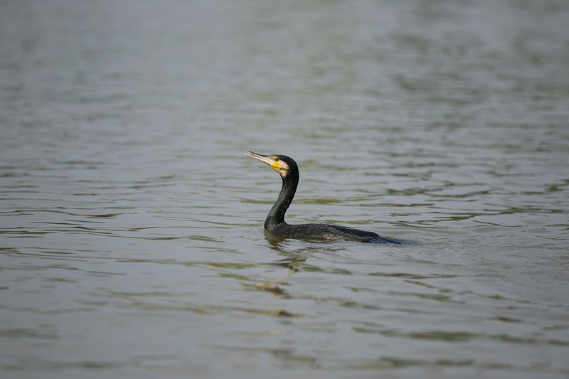 Great Cormorant