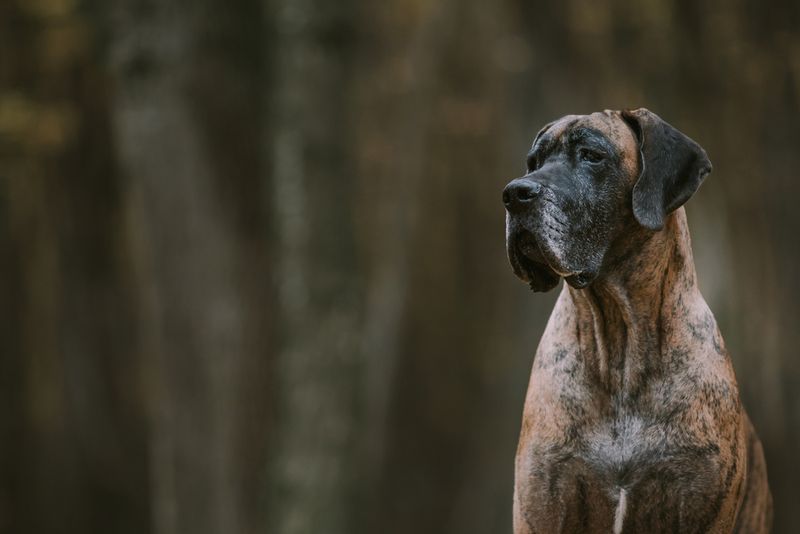 Great Dane